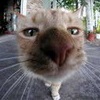 Аватара пользователя