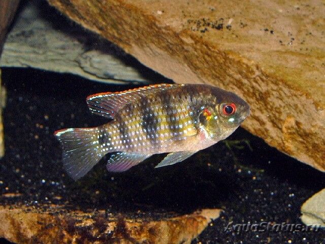 Пельматохромис Томаса ( Pelmatochromis thomasi ) | Справочник ...