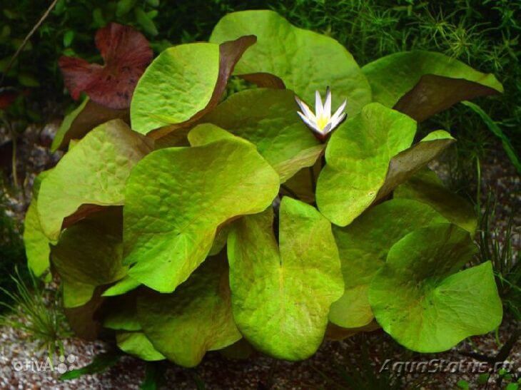 Нимфея Раджа (Nymphaea rudgeana) | Справочник аквариумных растений ...