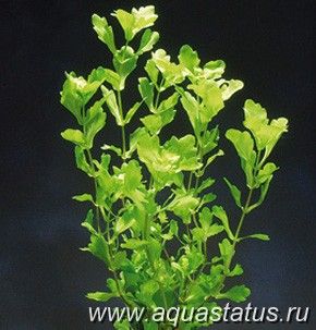 Мексиканский дубок (Shinnersia rivularis) | Справочник аквариумных ...