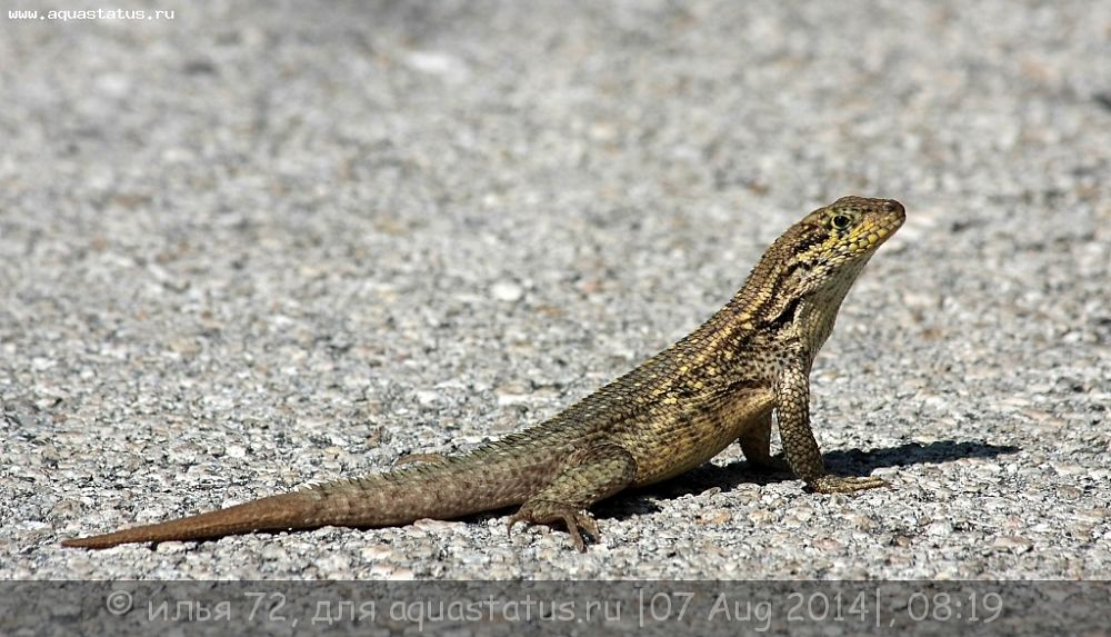 Игуана масковая килеватая (Leiocephalus carinatus Bahama Curlytail ...