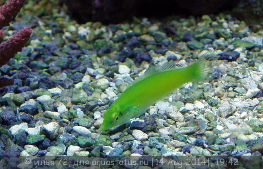 Губан Тамарин зеленый (Halichoeres chloropterus) (Справочник морских ...