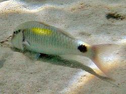 Фото Барабуля индийская Parupeneus indicus  (photo#119267)