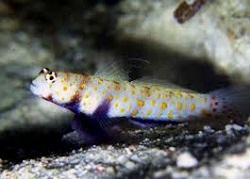 Фото Бычок креветочный пятнистый Amblyeleotris guttata  (photo#119480)