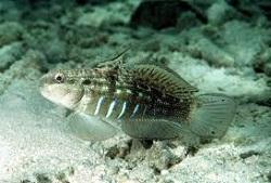 Фото Бычок-амблигобиус семицинктус Amblygobius semicinctus  (photo#119623)
