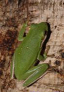 Фото Квакша голубая Hyla cinerea  (photo#120973)