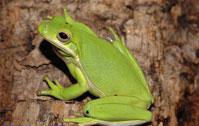 Фото Квакша голубая Hyla cinerea  (photo#120974)