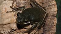 Фото Квакша голубая Hyla cinerea  (photo#120975)