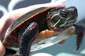 Фото Черепаха расписная Chrysemys picta Painted Turtle  (photo#122152)