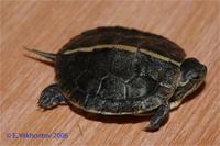 Фото Черепаха расписная южная Chrysemys dorsalis  (photo#122159)