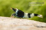 Фото Креветка Синяя панда -Тайваньская пчела Caridina spec.  (photo#122528)