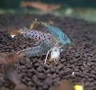 Фото Креветка лепардовая Armadillo Shrimp Caridina Rubropuncta­ta  (photo#122782)