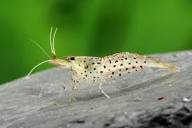 Фото Креветка лепардовая Armadillo Shrimp Caridina Rubropuncta­ta  (photo#122783)