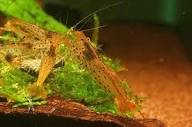 Фото Креветка лепардовая Armadillo Shrimp Caridina Rubropuncta­ta  (photo#122784)