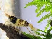 Фото Креветка ,, Пчёлка принцесса Paracaridina sp. ,, Princess Bee  (photo#122969)