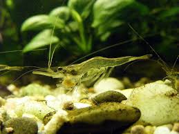 Фото Нигерийская плавающая креветка Desmocaris trispinosa  (photo#122971)