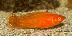 Фото Болезнь Колумнарис - Columnaris Flexibacter columnaris  (photo#13959)