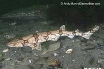 Фото Сетчатая кошачья акула Scyliorhinus retifer  (photo#151980)