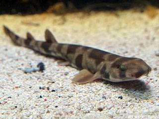 Фото Японская кошачья акула Scyliorhinus torazame  (photo#152002)