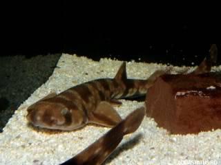 Фото Японская кошачья акула Scyliorhinus torazame  (photo#152003)