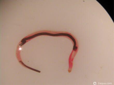 Фото Камалянус (photo#156388)