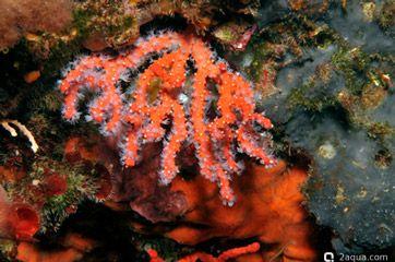 Красный коралл Corallium rubrum (photo#157428) Фото Красный коралл Corallium rubrum (photo#157428)