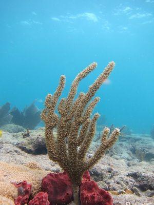 Горгония - Эуника маммоза Eunicea mammosa (photo#157434) Фото Горгония - Эуника маммоза Eunicea mammosa (photo#157434)