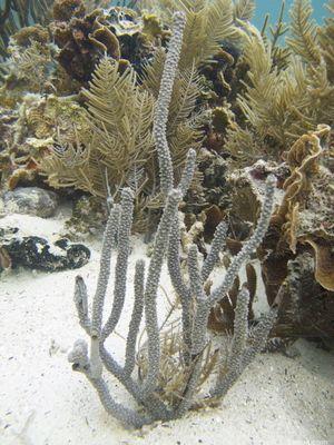 Пятнистая горгония Еunicea asperula - pimple gorgonian (photo#157440) Фото Пятнистая горгония Еunicea asperula - pimple gorgonian (photo#157440)