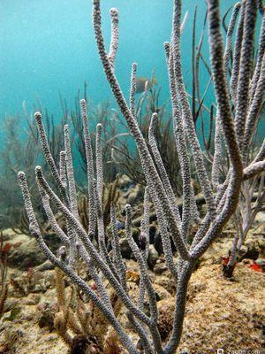 Пятнистая горгония Еunicea asperula - pimple gorgonian (photo#157441) Фото Пятнистая горгония Еunicea asperula - pimple gorgonian (photo#157441)