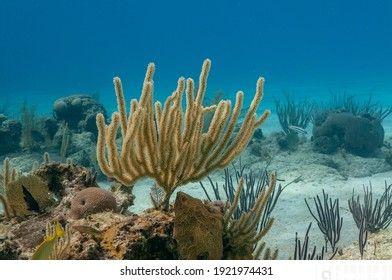 Горгонария Eunicea calyculata (photo#157442) Фото Горгонария Eunicea calyculata (photo#157442)