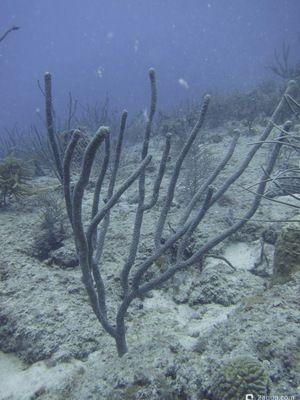 Горгонария Eunicea calyculata (photo#157444) Фото Горгонария Eunicea calyculata (photo#157444)