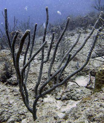 Горгонария Eunicea calyculata (photo#157445) Фото Горгонария Eunicea calyculata (photo#157445)