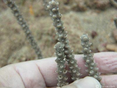 Корибская горгонария Еunicea clavigera (photo#157460) Фото Корибская горгонария Еunicea clavigera (photo#157460)