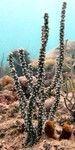 Корибская горгонария Еunicea clavigera (photo#157461) Фото Корибская горгонария Еunicea clavigera (photo#157461)
