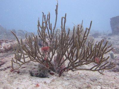 Горгония с дугообразными листьями Eunicea flexuosa Bowing Gorgonian (photo#157467) Фото Горгония с дугообразными листьями Eunicea flexuosa Bowing Gorgonian (photo#157467)