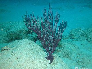 Горгония с дугообразными листьями Eunicea flexuosa Bowing Gorgonian (photo#157468) Фото Горгония с дугообразными листьями Eunicea flexuosa Bowing Gorgonian (photo#157468)