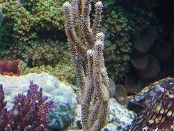 Горгония с дугообразными листьями Eunicea flexuosa Bowing Gorgonian (photo#157470) Фото Горгония с дугообразными листьями Eunicea flexuosa Bowing Gorgonian (photo#157470)