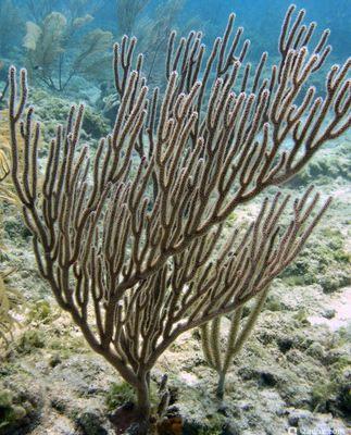 Горгония с дугообразными листьями Eunicea flexuosa Bowing Gorgonian (photo#157472) Фото Горгония с дугообразными листьями Eunicea flexuosa Bowing Gorgonian (photo#157472)