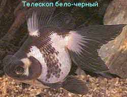 Фото Золотые рыбки и объем аквариума (photo#18563)