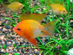 Фото Апистограмма Рамирези Microgeophagus ramirezi  (photo#21531)