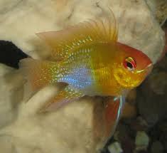 Фото Апистограмма Рамирези Microgeophagus ramirezi  (photo#21532)