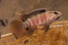 Фото Бадис бадис, Бадис–хамелеон, Рыба-хамелеон Badis badis  (photo#22113)