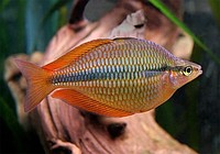 Фото Радужница трехполосая Melanotaenia trifasciata  (photo#22300)