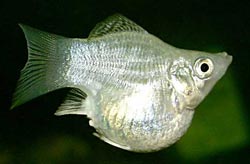 Фото Пецилия xiphophorus maculatus  (photo#22775)