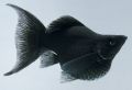 Фото Пецилия xiphophorus maculatus  (photo#22776)