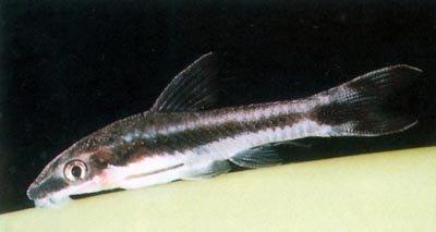 Фото Отоцинклюс широкополосый Otocinclus vittatus  (photo#23134)