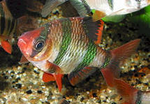 Фото Барбус суматранский Puntius tetrazona, Barbus tetrasona  (photo#29822)