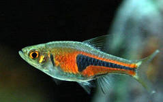 Фото Расбора Хенгеля Rasbora hengeli  (photo#34588)