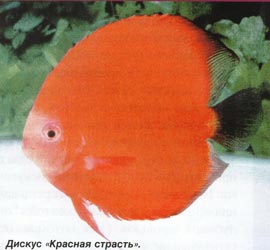 Фото Азиатские дискусы (photo#55545)