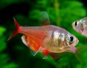 Фото Тетра-фон-рио Hyphessobrycon flammeus  (photo#601)